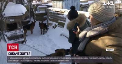 В Нововолынске зоозащитники обнаружили неухоженных 12 овчарок, а хозяина подозревают в ужасающих преступлениях - mur.tv