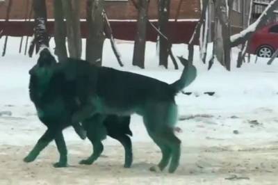 В Подмосковье заметили зелёных собак - mur.tv - Московская обл. - Дзержинск - Подольск