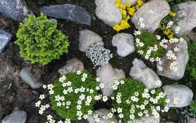 Альпийская горка для новичка – выбираем самые неприхотливые растения - sadogorod.club