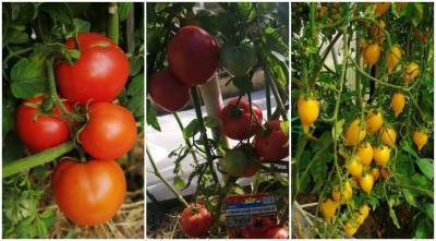 Выбираем ранние сорта томатов для теплицы и открытого грунта: личный опыт - sadogorod.club
