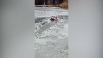 Житель Волгограда спас собаку, которая провалилась под лед - mur.tv - Волгоград