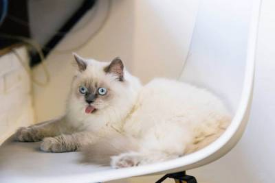 Жизнь кошки после стерилизации: что нужно изменить? - mur.tv - Украина