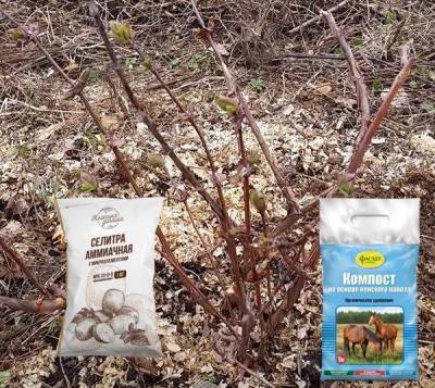 Подкормка жимолости весной для большого урожая: советы по выбору правильных удобрений - sadogorod.club