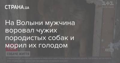 На Волыни мужчина воровал чужих породистых собак и морил их голодом - mur.tv - Львов