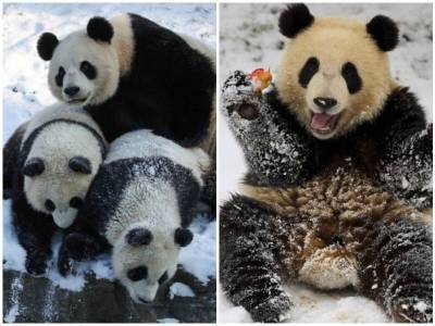 Милашные панды-близнецы играют в снегу - mur.tv