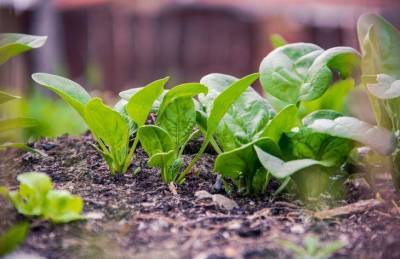 Как вырастить богатый урожай шпината: 5 простых правил - sadogorod.club