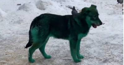 В Подольске объяснили появление зеленых собак на улицах - mur.tv - Подольск