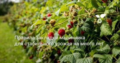 Правила закладки малинника для стабильного урожая на много лет - sadogorod.club