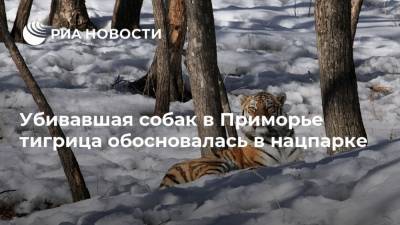 Убивавшая собак в Приморье тигрица обосновалась в нацпарке - mur.tv - Владивосток - Приморье край