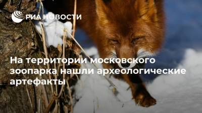 Алексей Емельянов - На территории московского зоопарка нашли археологические артефакты - mur.tv - Москва
