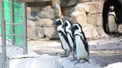 Красноярские пингвины сыграли в керлинг - mur.tv - Россия - Шотландия - Красноярск - Красноярский край