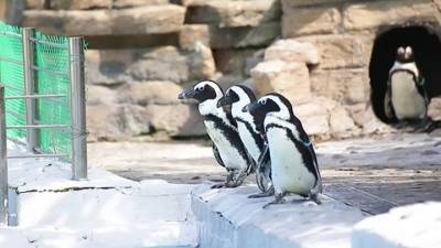 Вести. Красноярские пингвины сыграли в керлинг - mur.tv - Шотландия