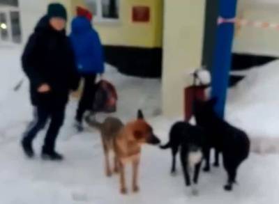 У школы в Касимове регулярно появляется стая собак соцсети - mur.tv - Рязанская обл.