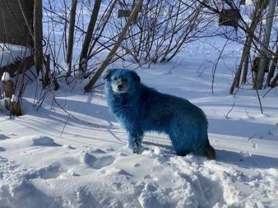 В России появились синие собаки: местные жители обвиняют предприятия в нарушении экологии (ФОТО) - mur.tv - Россия - Нижегородская обл.