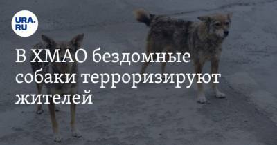 В ХМАО бездомные собаки терроризируют жителей. По региону сотни случаев - mur.tv - округ Югра - Сургут