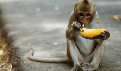 Запашный: проблемы с бананами вряд ли затронут слонов и обезьян в России - mur.tv - Россия - Эквадор