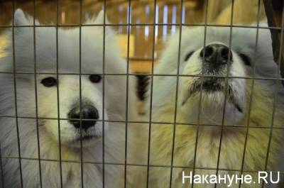 Суд приговорил тюменца к трем годам за расправу над собаками в присутствии детей - mur.tv - Россия - Тюменская обл.