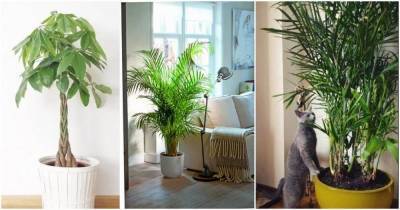 12 комнатных растений, которые очищают воздух и безопасны для кошек - lifehelper.one