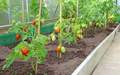 Низкорослые томаты – самые урожайные сорта - sadogorod.club