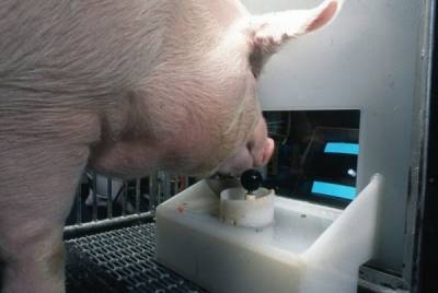 Ученые из США научили свиней играть в видеоигры (3 фото) - porosenka.net - Сша - county Frontier