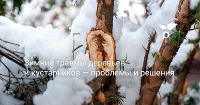 Зимние травмы деревьев и кустарников — проблемы и решения - sadogorod.club