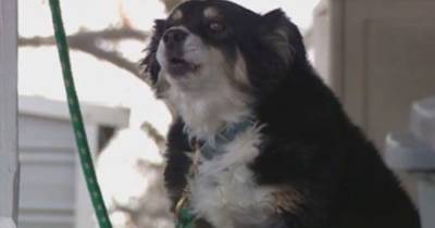 “Она хорошая девочка”: Бизнесмен оставил собаке в наследство $5 млн - mur.tv - Сша