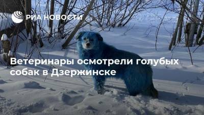 Ветеринары осмотрели голубых собак в Дзержинске - mur.tv - Нижний Новгород - Дзержинск