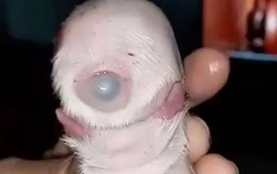 На Филиппинах родился щенок с одним глазом и двумя языками - mur.tv - Филиппины