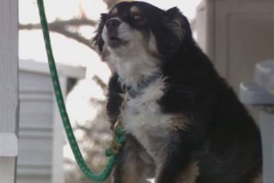 Марта Бертон - Вильям Доррис - Американский бизнесмен оставил в наследство своей собаке 5 млн долларов - mur.tv