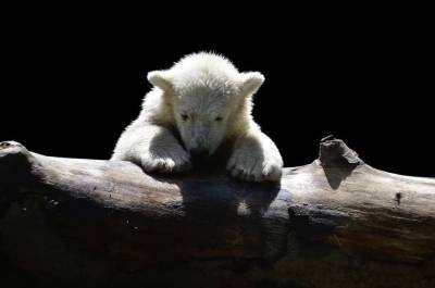 В зоопарке Детройта родились два белых медвежонка (ВИДЕО) и мира - mur.tv
