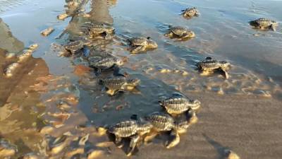 Сотни черепах выпустили на морской берег в Никарагуа. - mur.tv - Никарагуа