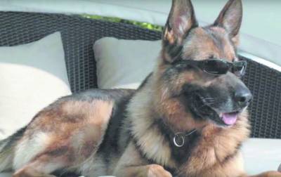 Гюнтер, самый состоятельный пес в мире: богатые тоже плачут - mur.tv