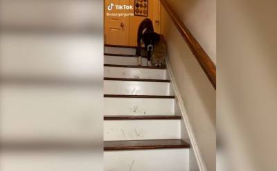 Видео, покорившее Сеть: пёс боксер помогает спуститься по лестнице слепому другу - mur.tv