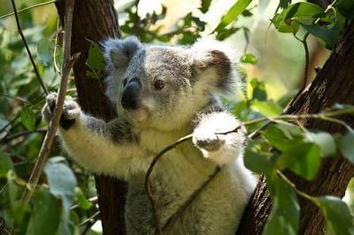 В Австралии коала устроила масштабное ДТП и мира - mur.tv - Австралия - Аделаида