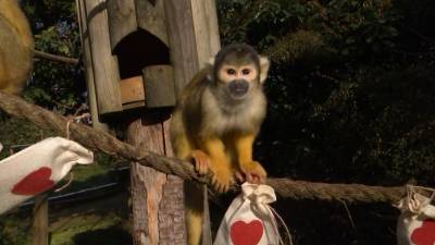 Обезьяны в Лондонском зоопарке отмечают День святого Валентина. - mur.tv