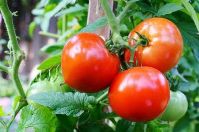 Штамбовые томаты для открытого грунта: проверенные сорта для хорошего урожая - sadogorod.club