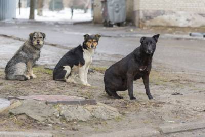 “Бедные, лежат в судорогах плачут”: в Лисичанске отравили бродячих собак, но вышло не очень гладко - mur.tv - Лисичанск