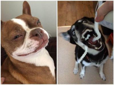 20 смешных собак-чудиков, которые зарядят позитивом на весь день - mur.tv