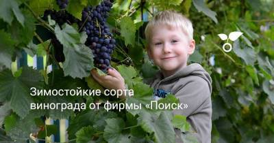 Зимостойкие сорта винограда от фирмы «Поиск» - sadogorod.club - Виноград
