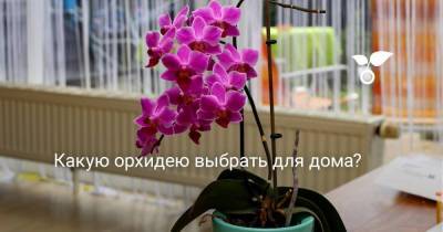 Какую орхидею выбрать для дома? - sadogorod.club