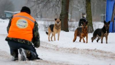 Убить нельзя приручить: сколько россиян погибают из-за бродячих собак? - mur.tv - Россия - Красноярск