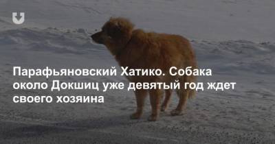 Парафьяновский Хатико. Собака около Докшиц уже девятый год ждет своего хозяина - mur.tv