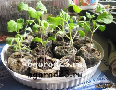 Посев семян на рассаду: подготовка, сроки, условия выращивания - sadogorod.club
