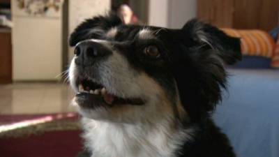 Марта Бертон - Вильям Доррис - В США собака унаследовала 5 миллионов долларов - mur.tv - Сша - Нэшвилл