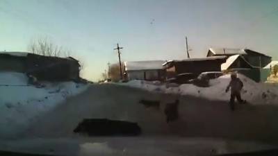 ЧП. Решительный водитель защитил школьницу от стаи бродячих собак. Видео - mur.tv