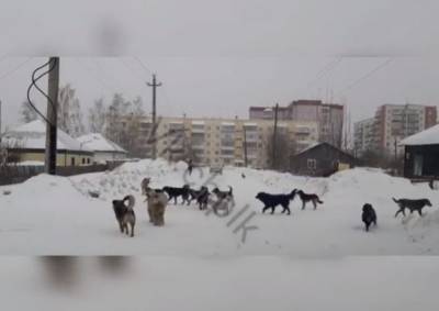Кузбассовцы пожаловались на огромную стаю собак - mur.tv