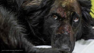 “Миша, живи!”: в Челябинске спасают собаку, которую расстреливали много дней - mur.tv - Челябинск