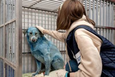 В Дзержинске несколько синих собак обретут хозяев - mur.tv - Дзержинск