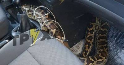 Доставка с сюрпризом: таксист в Харькове в салоне авто обнаружил змею - mur.tv - Харьков