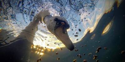 Акулы в Полинезии и любопытный лебедь. Определены лучшие подводные снимки 2020 года - mur.tv - Сша - Французская Полинезия